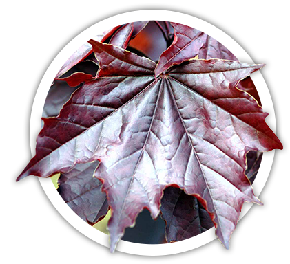 Клён остролистный / Acer platanoides